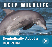 Symbolically adopt a dolphin